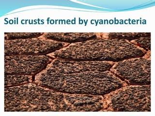 Soil Cyanobacteria Ppt