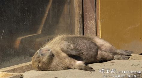 Sleeping capybara : r/capybara