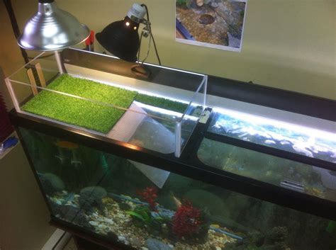 Diy Turtle Topper Turtle Dock Turtle Tank Turtle Aquarium