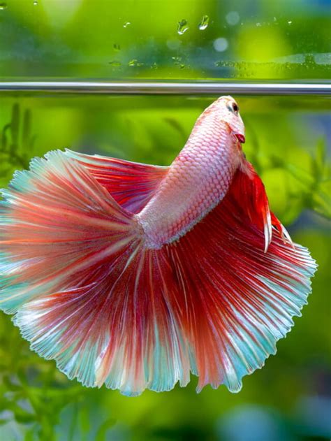 Types Of Betta Fish Tails With Prices A Few Good Pets