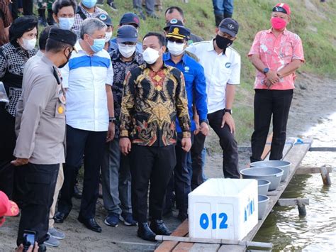 Kembalikan Kejayaan Udang Windu Plt Gubernur Sulsel Tabur Benih Di