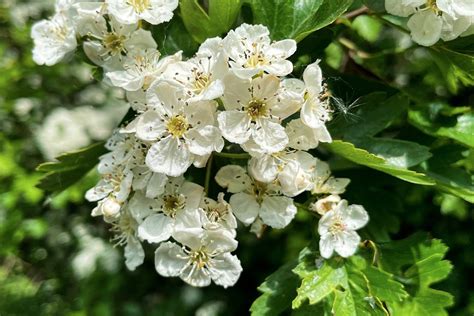 Hawthorn Flowers Spring - Free photo on Pixabay