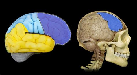 Anatomy Lab Practical Structures Of The Brain Flashcards Quizlet