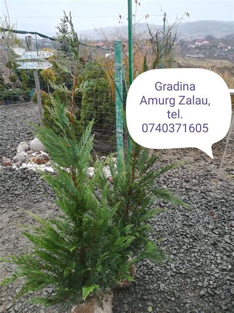 Gard Viu Leylandii Chiparos Tuia Producator Ortelec Olx Ro