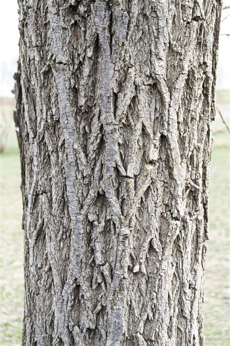 Willow Tree Outer Shell Pictures Tree Bark Patterned Bark Willow