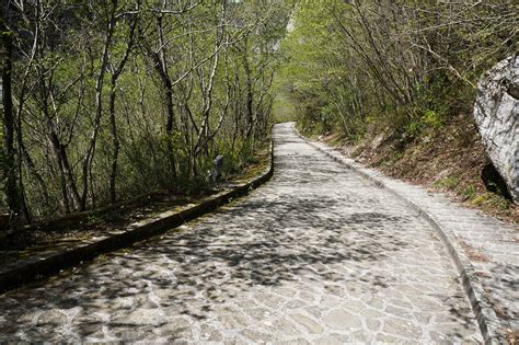 Banco De Imagens Rvore Natureza Floresta Caminho Pista Estrada