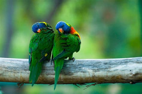 Share Your Best Photos Of Loving Bird Couples Bird Colorful Parrots