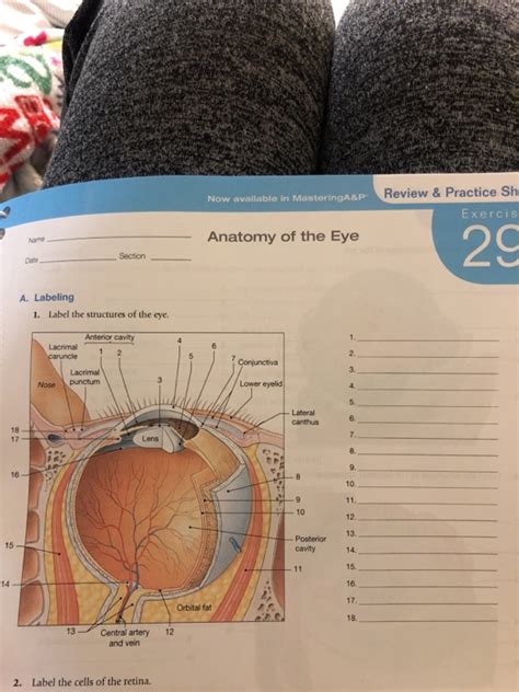 Solved Laboratory Manual For Anatomy And Physiology Sixth