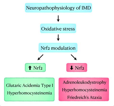 | Schematic diagram showing the role of oxidative stress and Nrf2 ... 