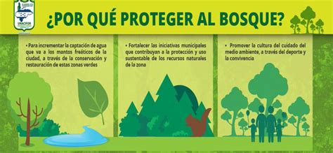 Por Qu Son Importantes Los Bosques Ecoduo