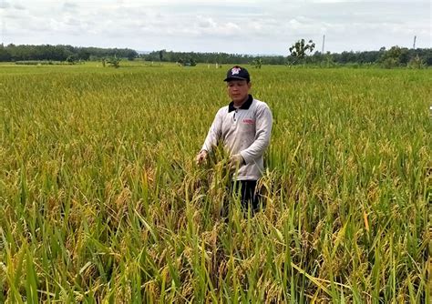 Dapat Rp 82 Miliar Ini Rincian Dana Desa Di Kabupaten Kepahiang Tahun 2024