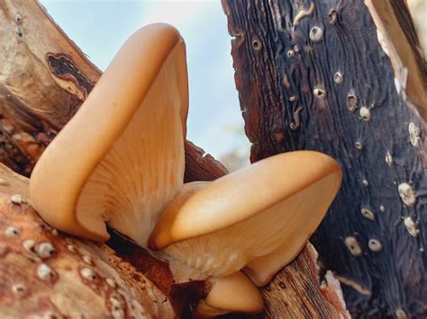 aspen oyster mushroom from 82G2 GG Tláhuac 13115 Ciudad de México