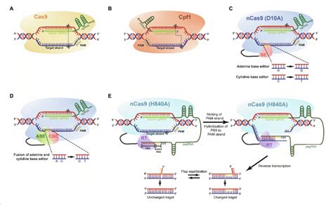 The Main Crispr Cas Mediated Genome Editing Systems A Diagram Of