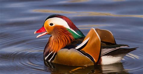 Unusual British Birds Happy Beaks Blog