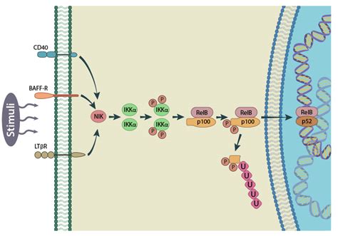 What Is The Nf B Pathway Mechanobiology Institute National