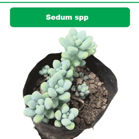 Sedum Spp Bare Rooted Plant Orbit