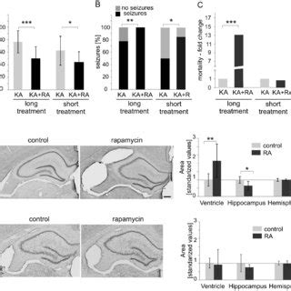 Chronic Rapamycin Treatment Influences Seizure Susceptibility