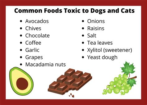 Protect Your Animals From These Common Toxins - National Humane Education Society