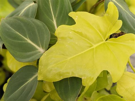 Rare Philodendrons Warscewiczii Aurea And Gloriosum Bundle Of 2 Varieties Heat Pack Included