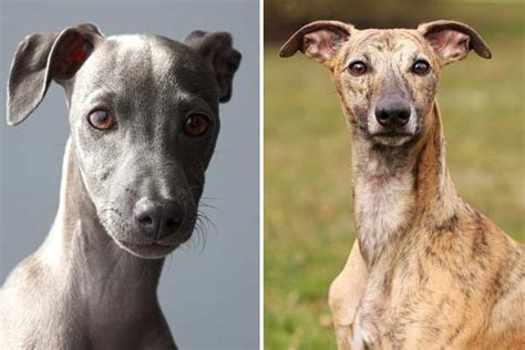 Incredible Italian Greyhound Facts Greyhound Pets