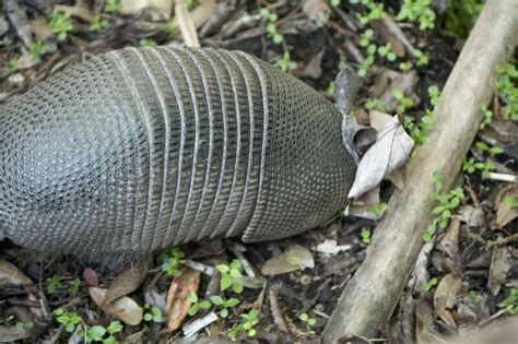 Armadillo Looking for Food | ClipPix ETC: Educational Photos for ...