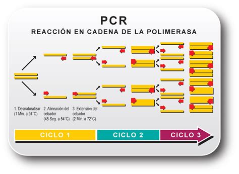 Biotecnologia TÉcnica De La Pcr