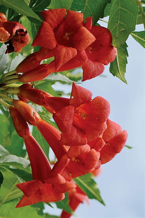 Buy Balboa Sunset Trumpet Vine Campsis Radicans FREE SHIPPING 5