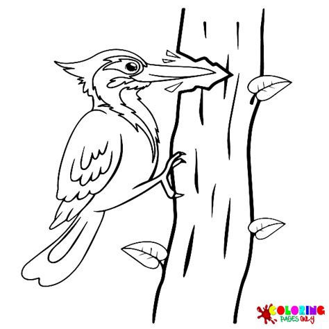 22 Woodpecker Coloring Pages ColoringPagesOnly