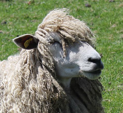 Limited Edition Longwool Sheep Laundry Balls - Little Beau Sheep