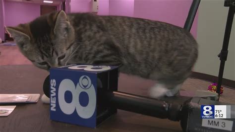 Pawsitive Cat Cafe Set To Open In Downtown Rochester Youtube