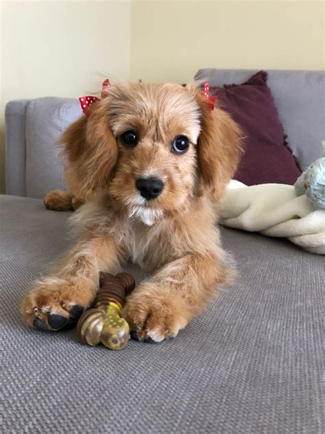 Cavapoo Puppy Cavapoo Puppies Dog Bed Dog Love Cute Dogs Wildlife