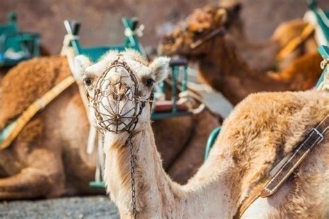 Timanfaya National Park Lago Verde And La Geria Wineyard South Tour