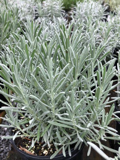 Buy Phenomenal Lavender Plants Online Stadler Nurseries