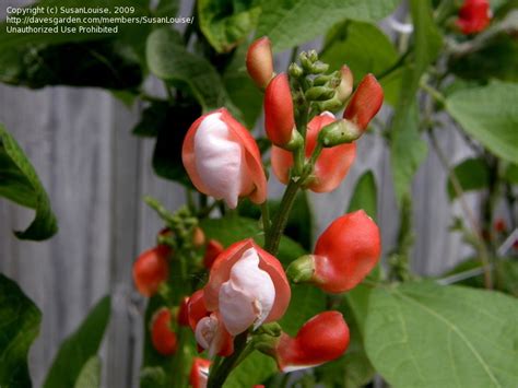 Plantfiles Pictures Phaseolus Runner Bean Painted Lady Phaseolus