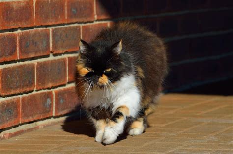 Calico Cat Breeds You'll Be Surprised to Know About