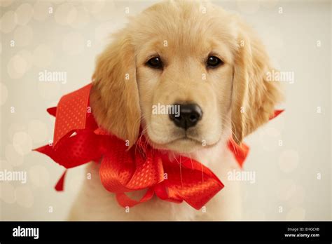 Golden Retriever Puppy With Red Bow Stock Photo Alamy