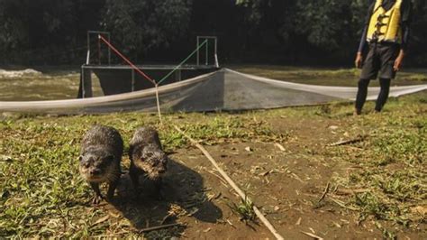 Ekor Berang Berang Jadi Penghuni Baru Sungai Ciliwung Depok