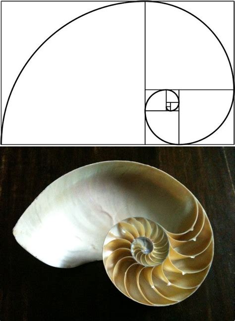 15 Uncanny Examples of the Golden Ratio in Nature