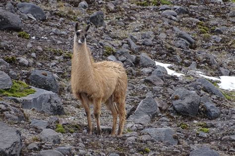 Llama From Cotundo Ecuador On September 11 2021 At 10 58 AM By