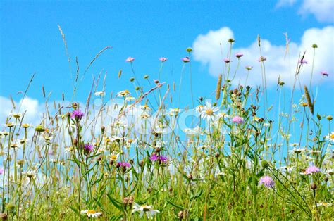 Meadow Flowers Stock Photo Royalty Free Freeimages