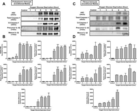 Extracellular Levels Of Inflammasome Components And Pro Inflammatory