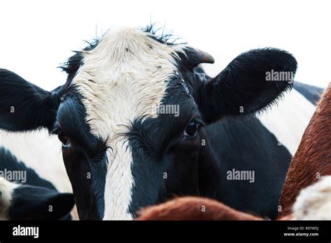 Cattle Face Flies Hi Res Stock Photography And Images Alamy