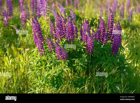 Lupinus lupino campo de lupino con flores de color rosa púrpura y