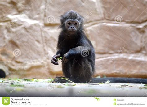 Black-headed spider monkey stock photo. Image of black - 40556686