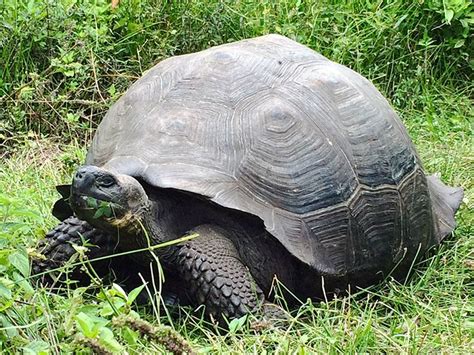 Discover Quelonoide Donfaustoi La Nueva Especie Descubierta