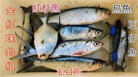 金紅珠釣組釣獲紅杉魚 烏魚 虱目魚 豆仔魚等魚種，雲林台西鄉火燒牛稠大排水門（160集）pin338548 Youtube