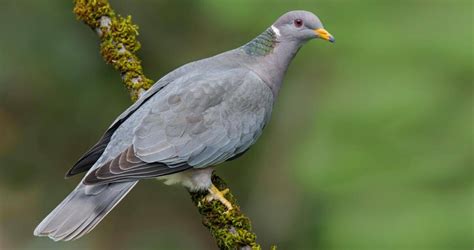 Ringneck Dove: Know Everything About Them | Pets Nurturing