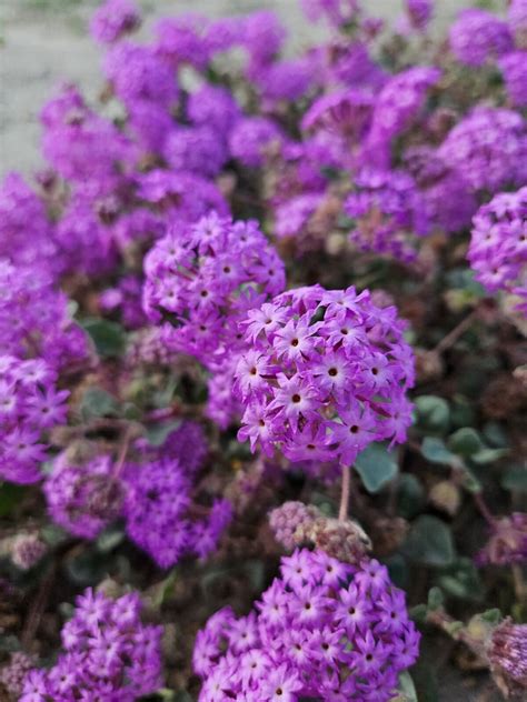 Desert Sand Verbena Seedsabronia Villosacalifornia Native Wildflowers