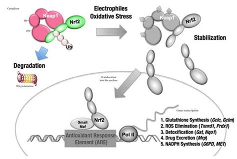 The Keap Nrf System For The Regulation Of Cytoprotective Genes Under