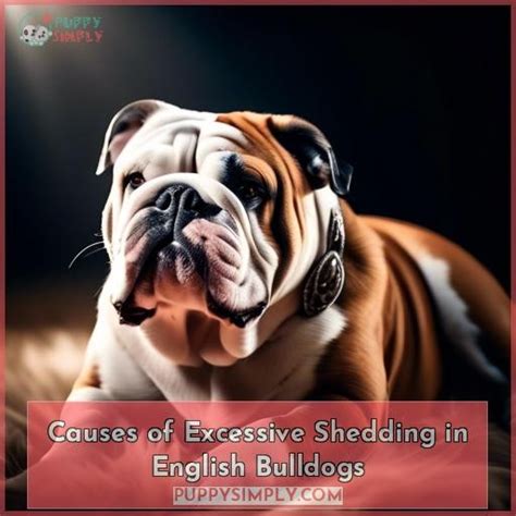 Do English Bulldogs Shed Tips To Control Excess Fur For Your Pup